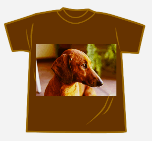 ミニチュアダックス