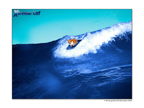 Extream Cat（サーフィン）